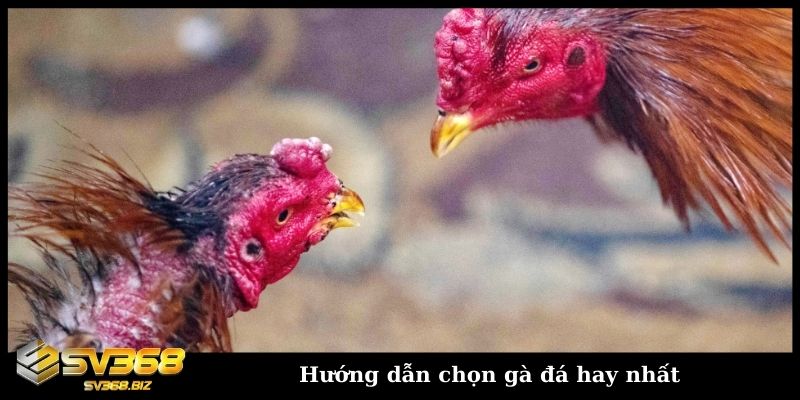 Hướng dẫn chọn gà đá hay nhất