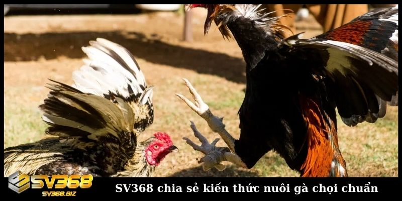 SV368 chia sẻ kiến thức nuôi gà chọi chuẩn