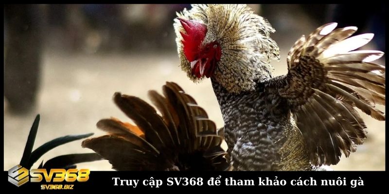 Truy cập SV368 để tham khảo cách nuôi gà